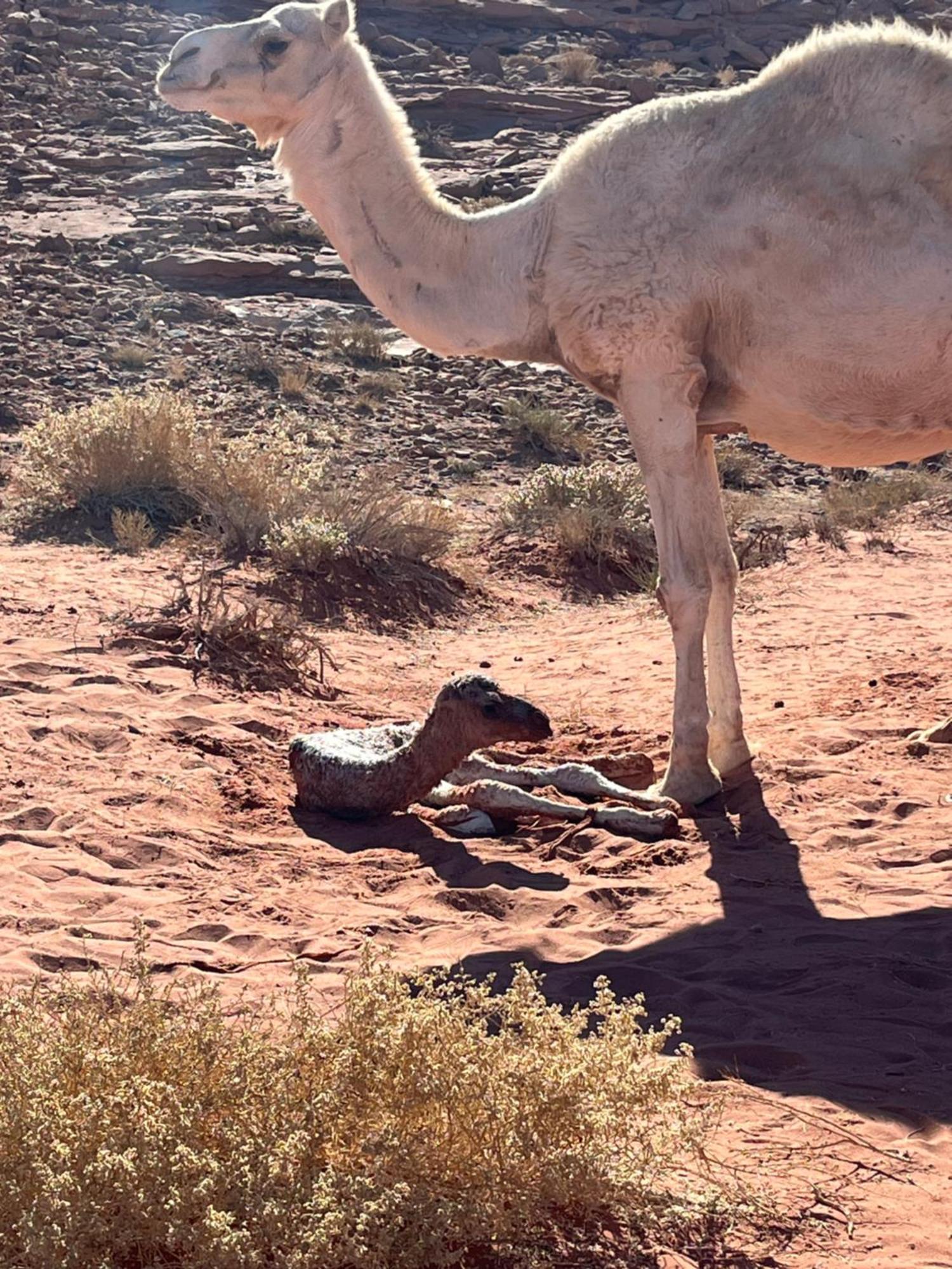 Desert Stars Rum Camp 瓦迪拉姆 外观 照片